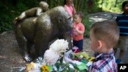 A boy brings flowers to put beside a statue of a gorilla outside the shuttered Gorilla World exhibit at the Cincinnati Zoo & Botanical Garden, May 30, 2016, in Cincinnati. 