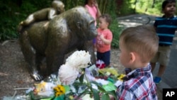 A boy brings flowers to put beside a statue of a gorilla outside the shuttered Gorilla World exhibit at the Cincinnati Zoo & Botanical Garden, May 30, 2016, in Cincinnati. A gorilla named Harambe was killed by a special zoo response team on Saturday after a 4-year-old boy slipped into an exhibit and it was concluded his life was in danger. (AP Photo/John Minchillo)