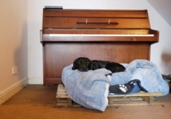 Oscar si anjing, tidur di tempat tidurnya di atas palet jika terjadi banjir lebih lanjut di rumahnya yang membanjiri Burrowbridge di Somerset Levels di barat daya Inggris 10 Februari 2014. (Foto: REUTERS/Luke MacGregor)