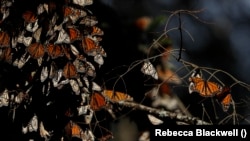 Monarch Butterflies preparing for winter near in Mexico. (AP Photo/Rebecca Blackwell)