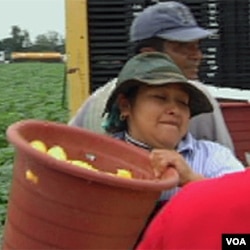 SAD: Farmeri se moraju oslanjati na “ilegalce”?