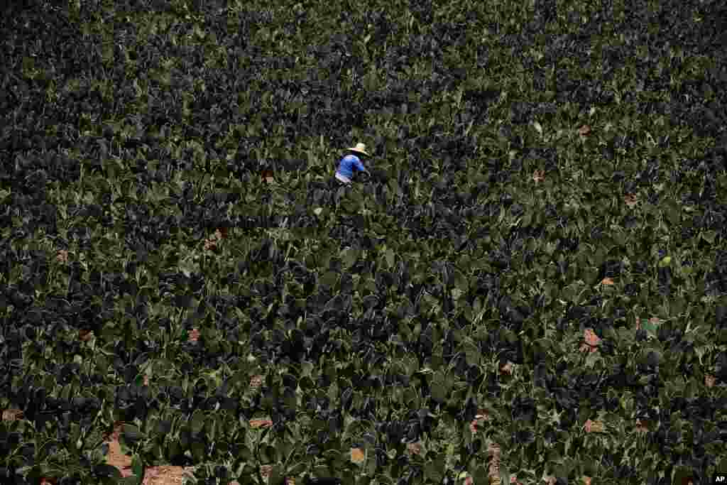 Nicolasa Medina harvests nopales at her farm in Milpa Altas, Mexico City, April 20, 2020.