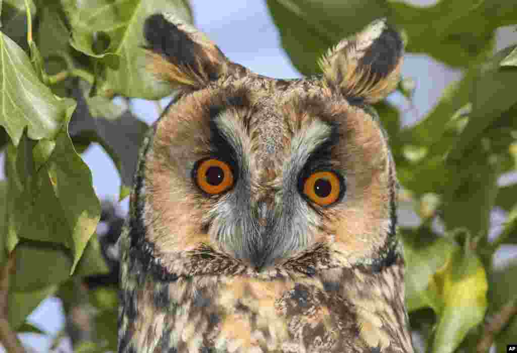 A long-eared owl sits on a tree near Lebus, eastern Germany.