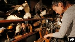 Une femme parcourt la collection de Ryan Matthew Cohn, y compris la taxidermie, des crânes, un bassin humain et des instruments de «médecins antique », au musée d’anatomie morbide dans le quartier de Brooklyn, à New York, 13 décembre 2015. 