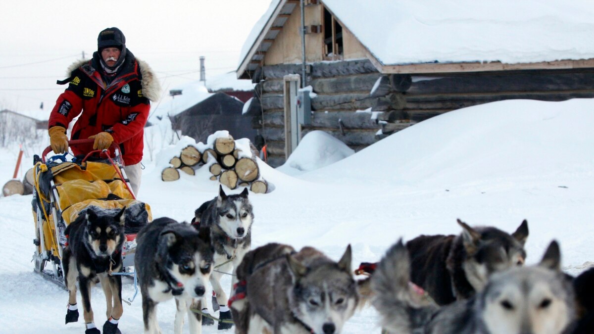 Do Sled Dogs Wear Boots