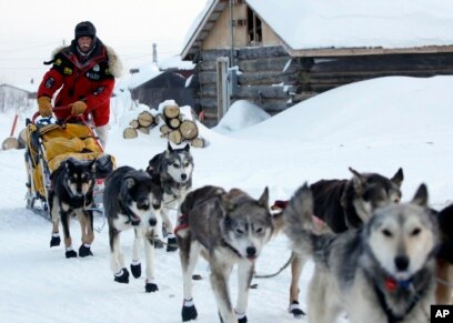 why do iditarod dogs wear booties