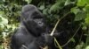 Un gorille de montagne au dos argenté, de disparition de la famille Nyakamwe-Bihango, classée comme espèce en voie de disparition, cherche de la nourriture dans la forêt du parc national des Virunga près de Goma dans l'est de la République démocratique du Congo.