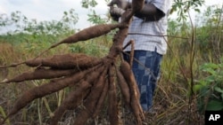 A farmer holds up a bunch of cassava roots, dug up from his farm in Oshogbo, Nigeria, 26 Aug 2010