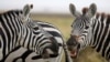 Why Do Zebras Have Stripes? 