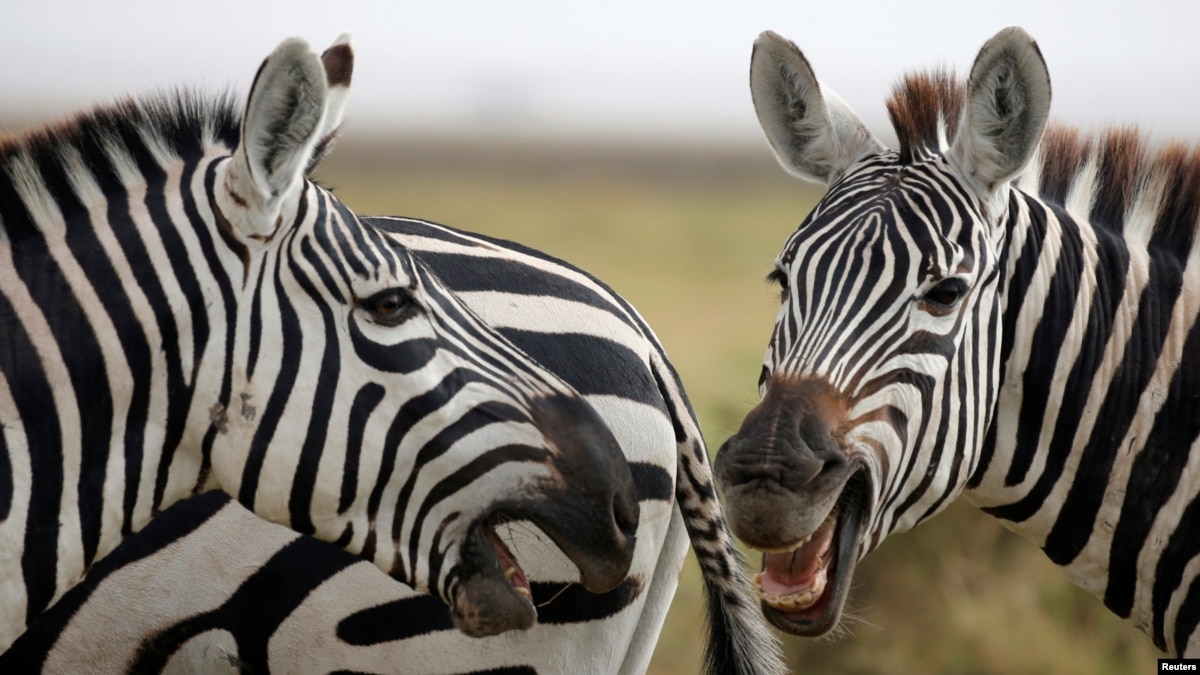 Why Do Zebras Have Stripes?