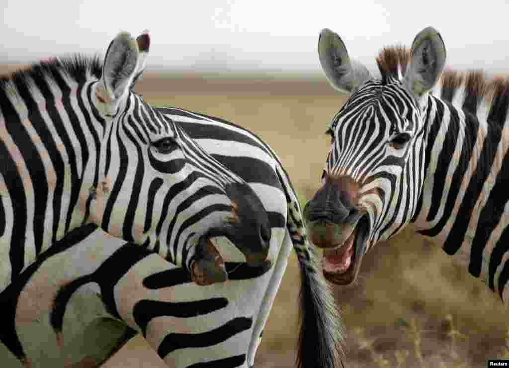 Zebras play in Amboseli National Park, Kenya.