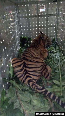 Harimau Sumatera yang diberi nama Danau Putra saat dilepasliarkan di kawasan Taman Nasional Gunung Leuser, Aceh, Sabtu 30 Januari 2021. (Foto: Courtesy/BKSDA Aceh)