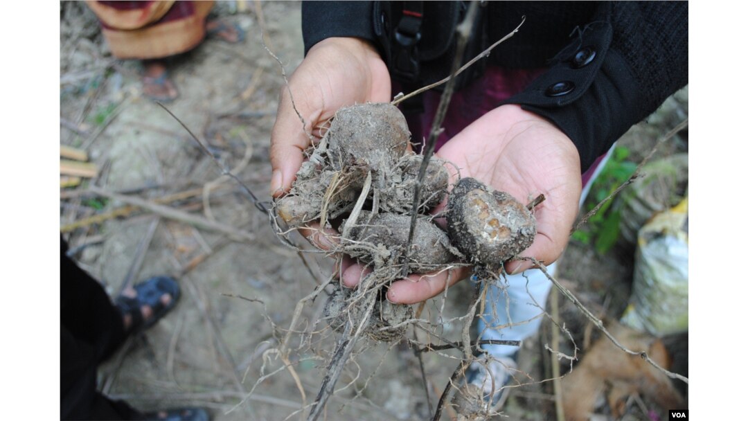 Vegetables grown in the salty soil fail; however, vegetable crops flourish in vertical gardens. Photo: A. Yee for VOA