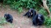 Les chimpanzés paient le prix fort en Sierra Leone