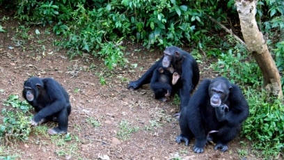 Un Chimpanze Nait Dans La Reserve De Bossou Une Premiere Depuis Des Annees