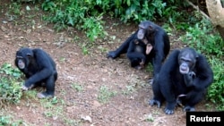 FILE - Philip, right, the dominant chimpanzee at Tacugama Chimpanzee Sanctuary, sits in an enclosure with other orphaned chimps outside Sierra Leone's capital Freetown, Aug. 14, 2007.