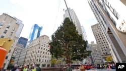 Para pekerja memasang pohon natal Rockefeller Center setinggi 22 meter dan seberat 12 ton (11/11).