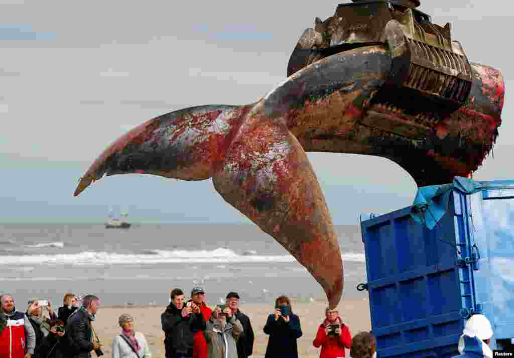 The tail of a stranded whale is seen being loaded into a truck on the beach at De Haan, Belgium.