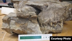 This is the right side of the Thalattoarchon skull during preparation in the Field Museum labs showing the upturned eyeball and the huge teeth in front of it. (Jorg Frobisch/Museum fur Naturkunde/National Geographic)