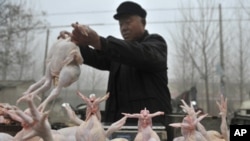 A Chinese vendor sells slaughtered chickens at an open air market in Shandong province on Feb. 9, 2010.