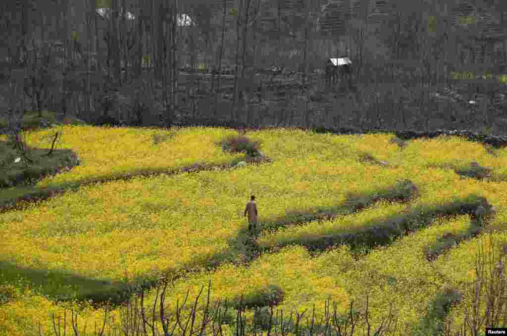 បុរស​រស់​នៅ​តំបន់​ Kashmir មួយរូប​ដើរ​កាត់​វាល​ដើម​ម៉ូតាត (mustard) នៅ​ជាយ​ក្រុង Srinagar ប្រទេស​ឥណ្ឌា។