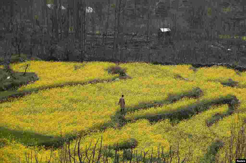 Seorang pria Kashmir berjalan di ladang yang dipenuhi bunga mustar (sesawi) di pinggiran Srinagar, Kashmir-India.