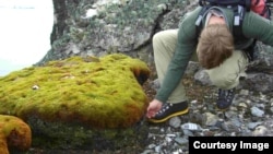 La formación de musgo (Polytrichum strictum) de la foto fue encontrada en la Península Antárctica. [Foto: British Antarctic Survey].