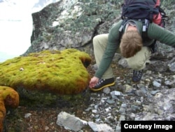 This peat moss formation (Polytrichum strictum) was found in ice-free patches on the Antarctic Peninsula. (Credit: British Antarctic Survey)