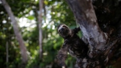 A three-toed sloth hangs from a tree on the outskirts of Melgaco Bay, southwest of Marajo island, in Para state, Brazil June 4, 2020. Picture taken June 4, 2020. REUTERS/Ueslei Marcelino