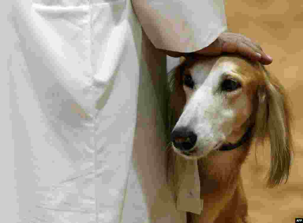 An Emirati man walks with his Saluki dog during the Arabian Saluki beauty contest at the Abu Dhabi International Hunting and Equestrian exhibition (ADIHEX) in the UAE capital.