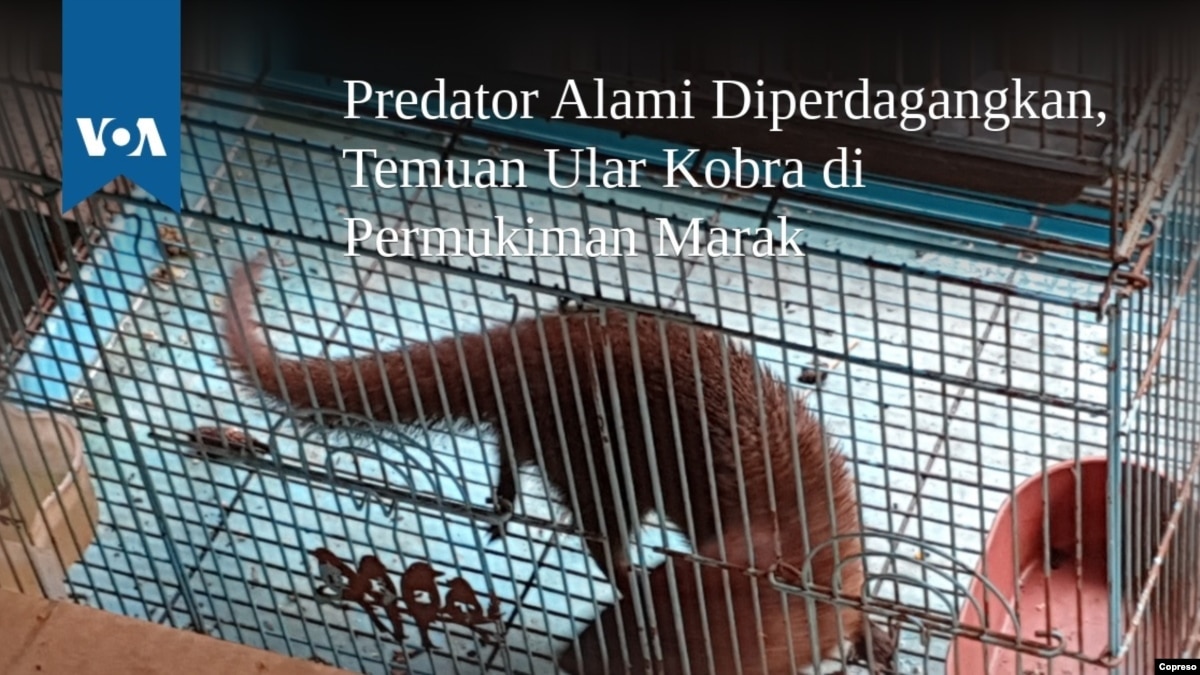 Predator Alami Diperdagangkan Temuan Ular Kobra Di Permukiman Marak