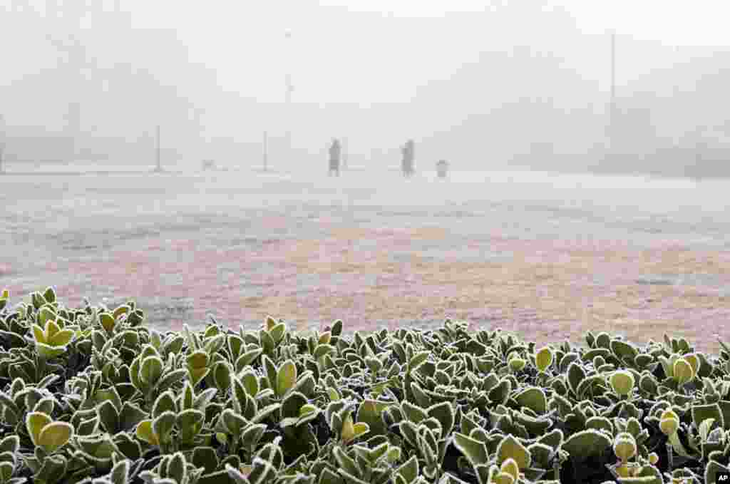 Frozen cherry tree leaves are pictured on a cold and foggy morning in Srinagar, India.