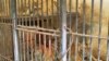 130 Satwa di Kebun Binatang Surabaya Mati 9 Bulan Terakhir