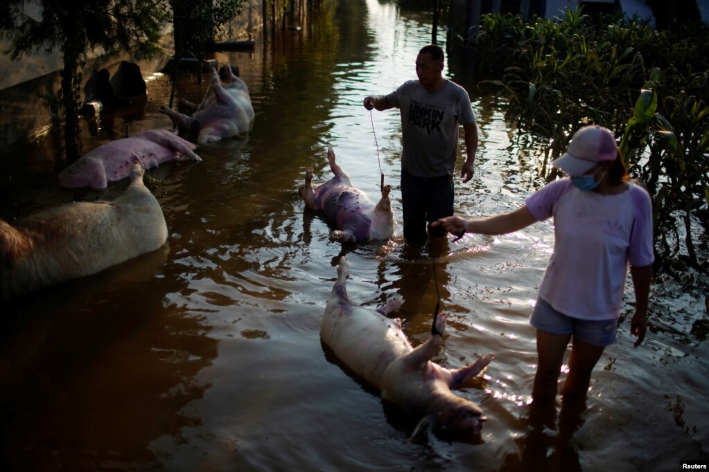 河南新乡大洪水把农民养的猪淹死。（2021年7月25日）(photo:VOA)