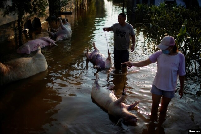 河南新乡大洪水把农民养的猪淹死。（2021年7月25日）