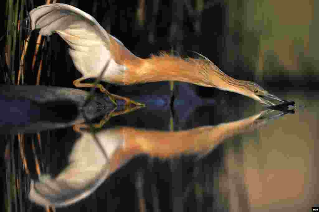 A fishing squacco heron catches a fish near Pusztaszer, some 140 kms southeast of Budapest, Hungary.