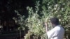 Growing fruit trees in Africa