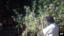 Growing fruit trees in Africa