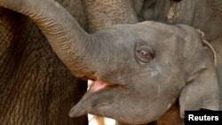 Seekor bayi gajah dan ibunya di suaka gajah di Kanchanaburi, Thailand, 16 Februari 2019.