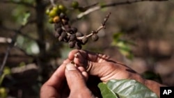 A small coffee producer Hector Perez shows coffee beans that have been damaged by the roya fungus in San Gaspar Vivar, Guatemala, Saturday, Feb. 9, 2013. Guatemala's President Otto Perez Molina has declared a national emergency over the spread coffee rust