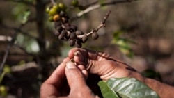 Helping Latin America Protect Its Coffee Crops