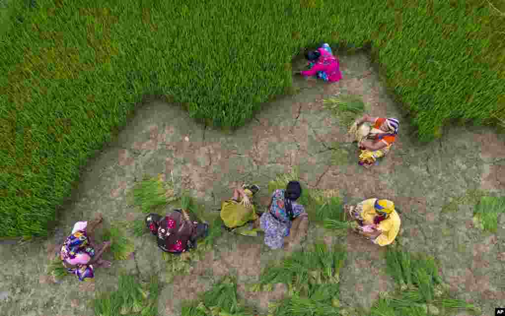 Indian farmers collect paddy saplings to replant in a field on the outskirts of Prayagraj.