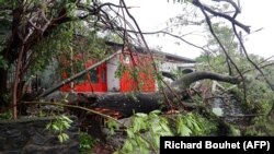 Un tronc d'arbre a été déraciné lors du passage du cyclone tropical Batsirai à Saint-Denis de la Réunion le 3 février 2022.