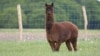 Alpaca Helps to Make COVID-19 Vaccine