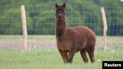 Tyson the Alpaca is pictured on the farm in Germany, where he was immunized with coronavirus proteins leading to an antibody discovery that may aid human treatments for COVID-19, May 19 2020. (Karolinska Institute/Preclinics gmB/Handout via REUTERS)