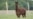 Alpaca Helps to Make COVID-19 Vaccine