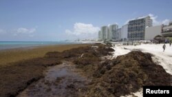 Sargassum algae is seen at Gaviota Azul beach in Cancun, Mexico, July 17, 2015.