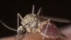 Genetically-Modified Fungus Kills Malaria Parasite