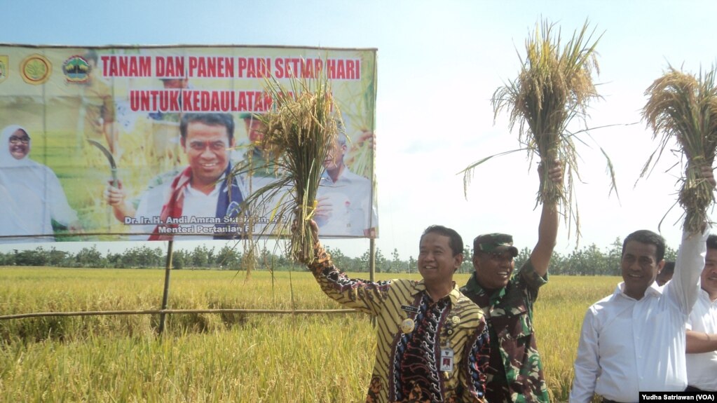 Menteri Pertanian Amran Sulaiman (ketiga dari kiri) pada saat meninjau langsung panen raya padi di Sragen, Jawa Tengah. (VOA/Yudha Satriawan)