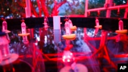 Test tubes are set up to collect spawning coral eggs in a lab at the University of Hawaii's Institute of Marine Biology in Kaneohe, Hawaii, Aug. 7, 2021.